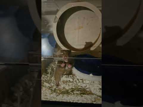 silly hamster🤣🐹