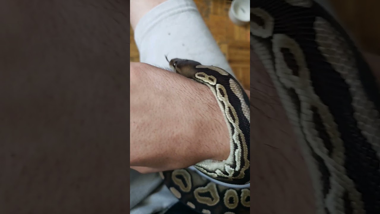 my cinnamon het pied ball python