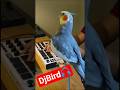 #DJBird 🐦🎧 #BirdBeats #FunnyBirdShorts#ShortFeed#ViralShort#