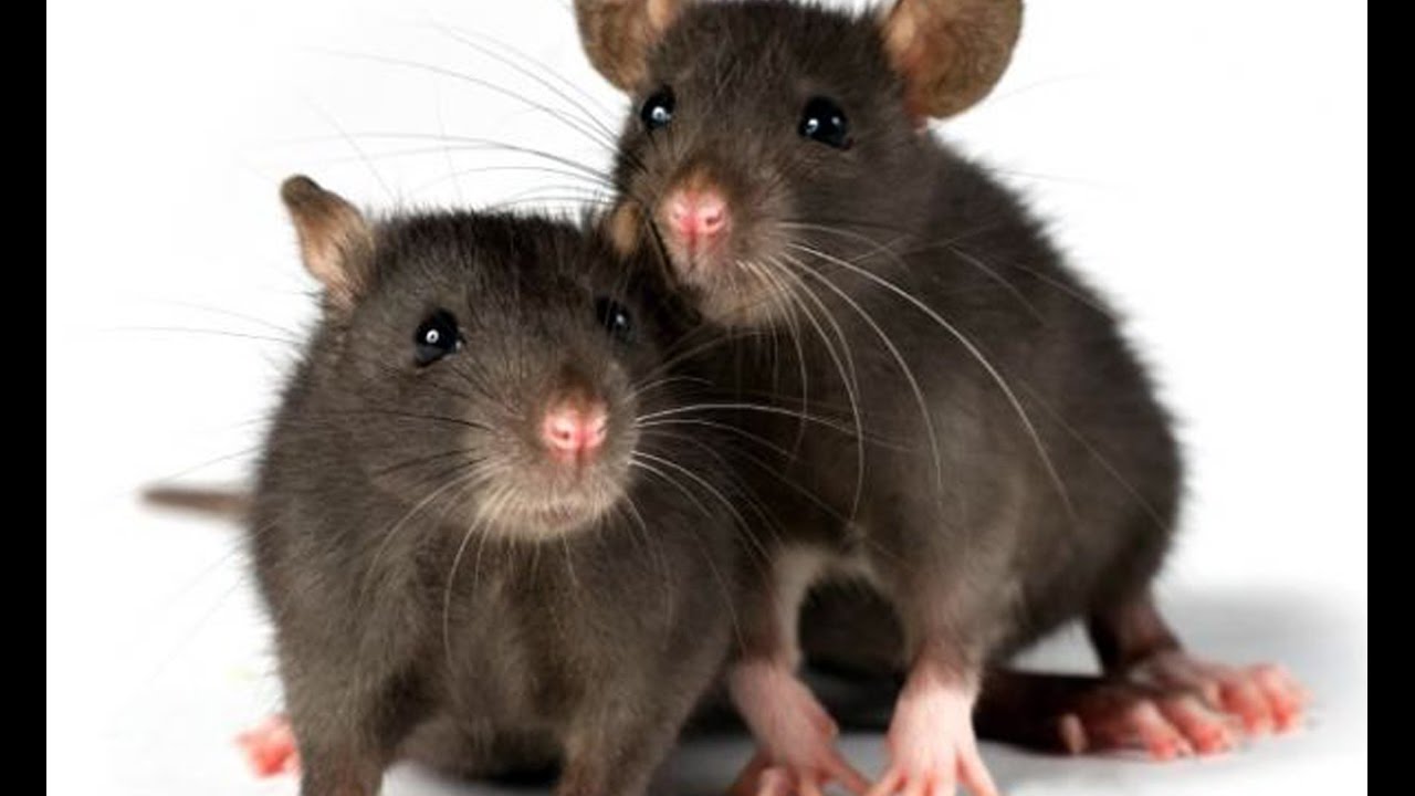 Мыши пара. Крыса домашняя. Мышь. Мышь и крыса. Две крысы.