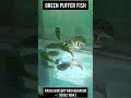 New Fish 500 Pair