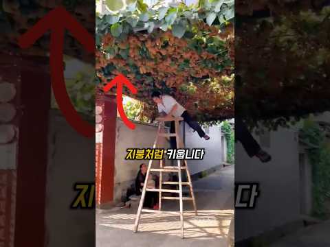 이 키위나무, 이렇게 키운 이유