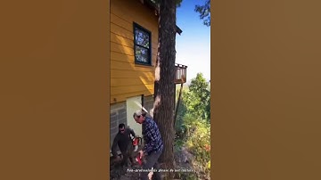 When Nature Meets the Chainsaw! 🌿⚙️  #treecutting #treetrimming #tree #automobile