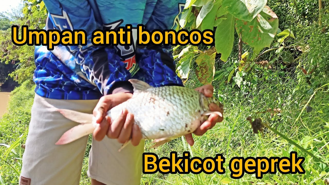 Pakai umpan bekicot!!! yang makan tawes babon!!!