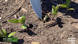 Evaluating Soybean Stand After Freeze