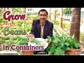 Grow Huge Number of Beans in Containers Most Easily. Grow Bush bean at home.