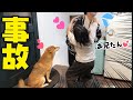 まさかの兄の帰宅に大興奮して事故る妹と呆れる柴犬姉妹