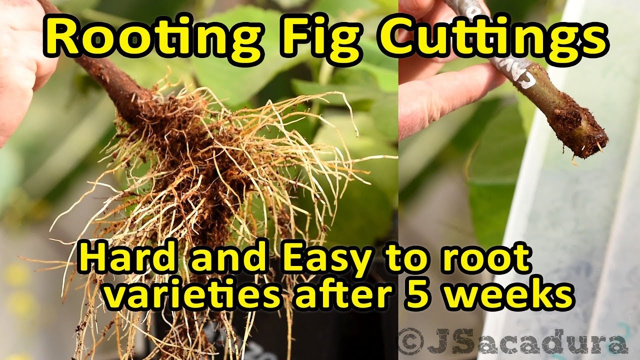 Rooting Fig Cuttings - Easy and Hard to root varieties after 5 weeks in ...