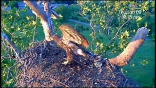 This footage captures the return of one of juvenile eagletts ... fo...