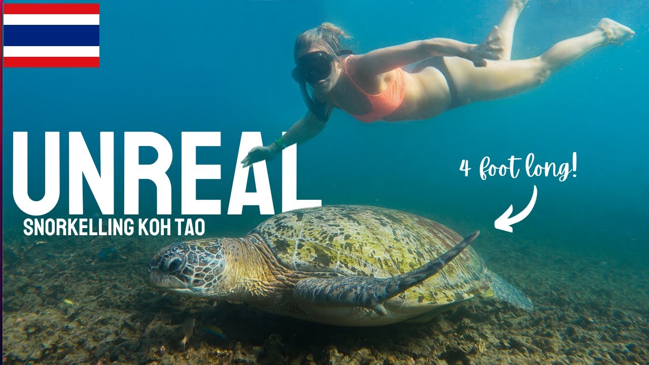 WORLDS BEST (AND CHEAPEST) SNORKELLING TOUR? YouTube