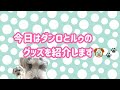 ダンロ&ルゥのグッズ紹介♪靴下泥棒♪ミニチュアシュナウザーまつ毛