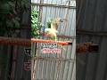 “आज Mithu ने बोला कुछ ऐसा 😱 | Talking Parrot Viral Reaction 🦜🔥”#parrot