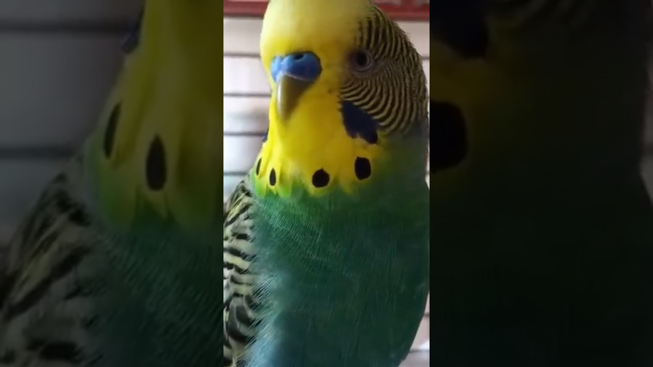 Eline Gelsin #birds #talkingparot #talkingparot #budgies #muhabbetkuşu #birdsong #lovebirds #parrot