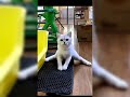 This Cat Couldn't Wait for a Reply 😹📱🐱 | Funniest Cat Message Moments #catvideos #funny #comedy