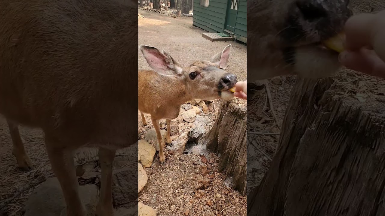hand feeding a doe on the 