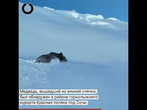 Медведь вышел из спячки - YouTube