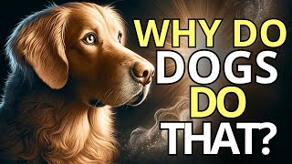 7 STRANGE Dog Behaviors and Their Meanings | The Spirituality of Animals