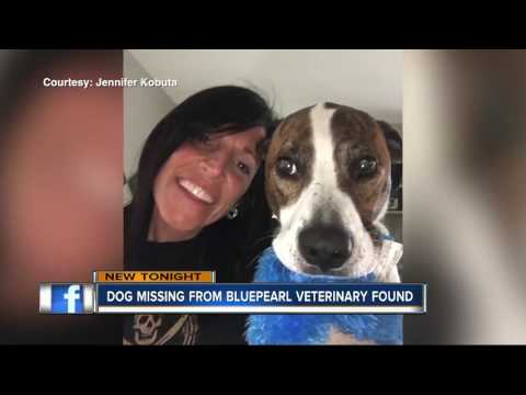 Dog with cancer that escaped from BluePearl hospital has been found