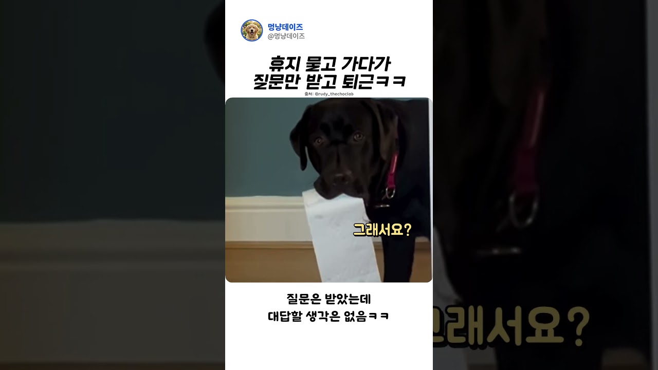 화장실 볼일보러 가는중이야?#Shorts #강아지 #댕댕이 #웃긴강아지 #강아지일상 #반려견