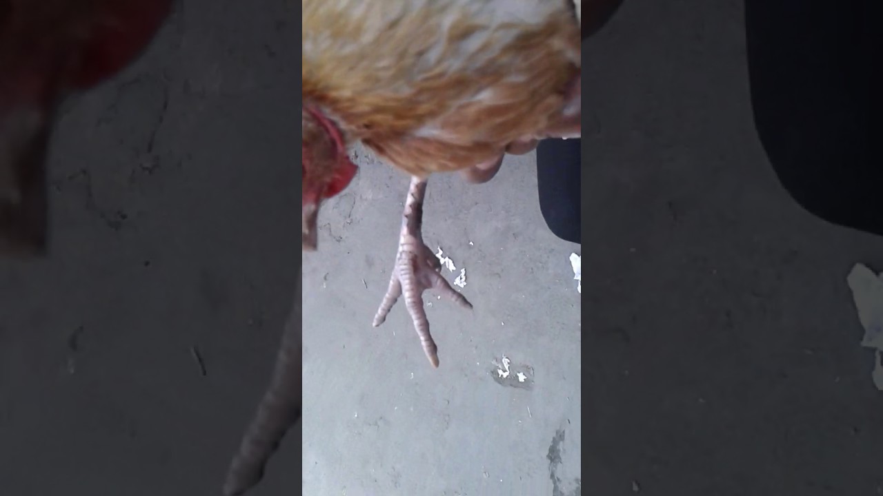 Cómo curar la pata rota de un gallina. YouTube
