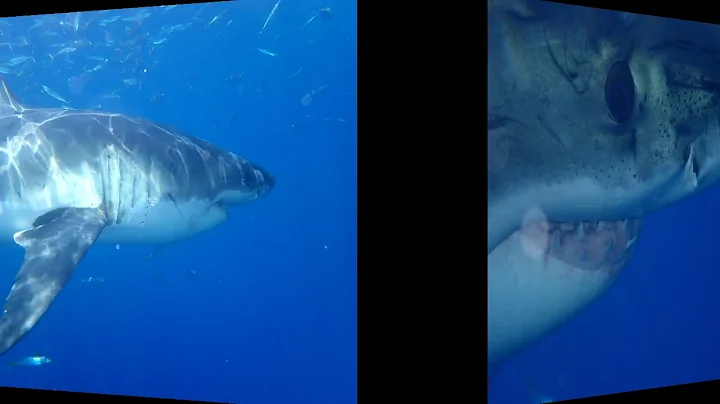 My Shark Week Slideshow 1