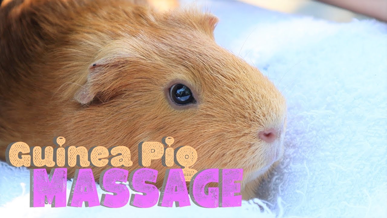 Guinea Pig Massage, Getting Sleepy.. Unintentional ASMR [10 minutes