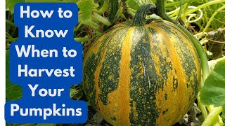 How To Know When To Harvest Your Pumpkins