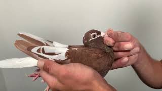 Meulemans choco 984