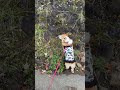 2025.11.08　階段があるのに石垣を上がろうとするコーギー陽菜ちゃん（Hina-chan）