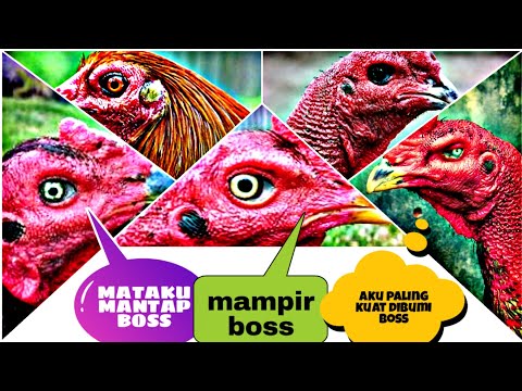 Ayam Ayam Apa Yang Paling Jahat