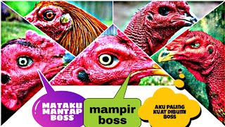 Katuranggan Mata Ayam Aduan Paling Di Cari // Mata Raja Paling Di Gemari. 