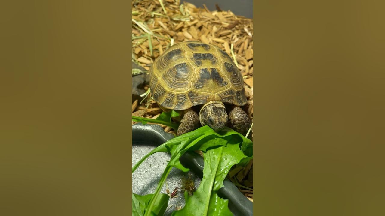 Crunchy dandelion leaf 🌿 #russiantortoise #tortoise #reptiles #cute #