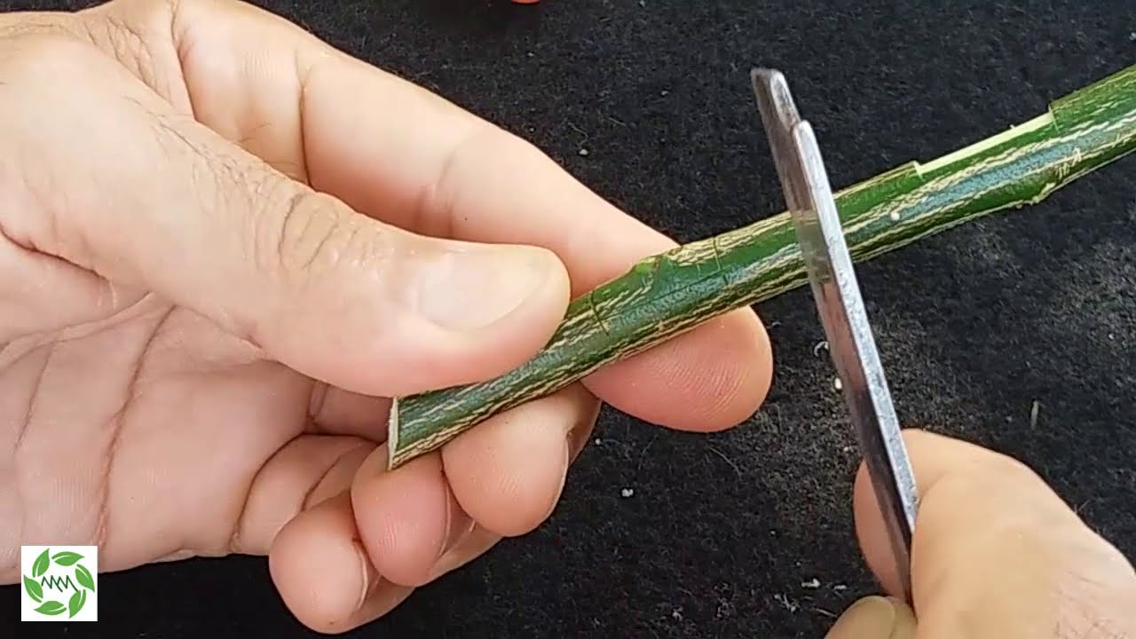 Enxerto de janela aberta no citros com resultado e legenda