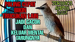 Cuk Cuk Ngeriwik Nguplik Ngerol Kasar Paling Cepat Bikin Trucukmu Jadi Gacor Dan Keluar Mentalnya