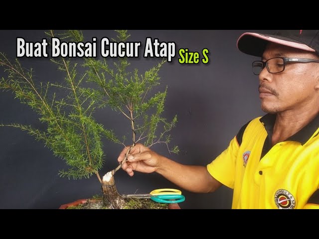 Tahap Pertama Membentuk Bonsai Cucur Atap Size Sederhana class=