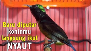 Cukup 3 MENIT KOLIBRI NINJA BAKAL IKUT NYAUT dan GACOR dengan Pancingan Konin ini