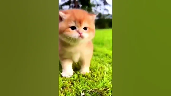 Video 7012081: cat cutecat animals, cat dog cutecat, cats catlover cute, funny cat