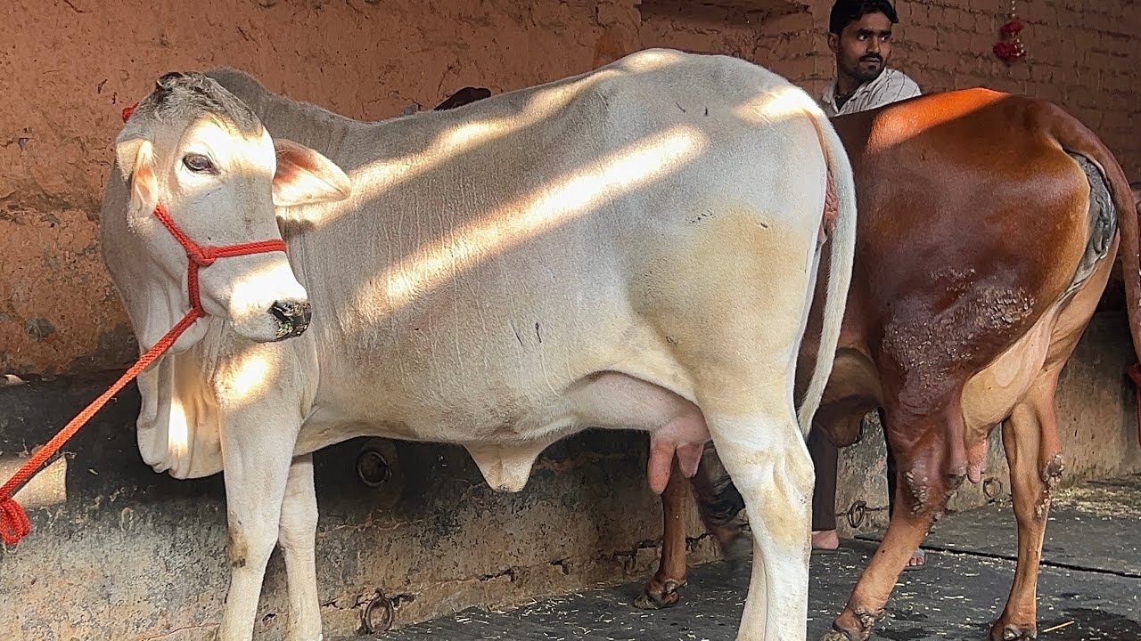 Sahiwal Cows|Tharparkar Cow|7496860072|Sahiwal Cows in Karnal|Dairy Farm in Haryana|