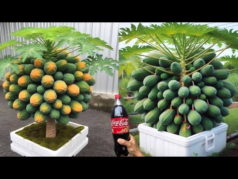 HOW TO GROW A SIMPLE, SUPERFRUIT PAPAYA TREE USING COCA COLA 👍 - YouTube