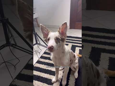 Vídeo: Como treinar seu cão para dar um abraço