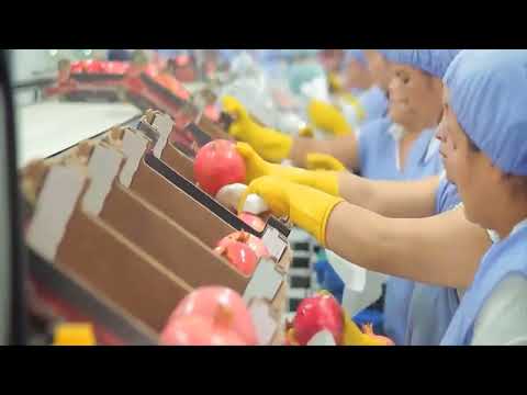 رهيبة تقنية الزراعة اسهل طريقة زراعة الرمان من البذور اجود انواع الرمان مزرعة والحصاد