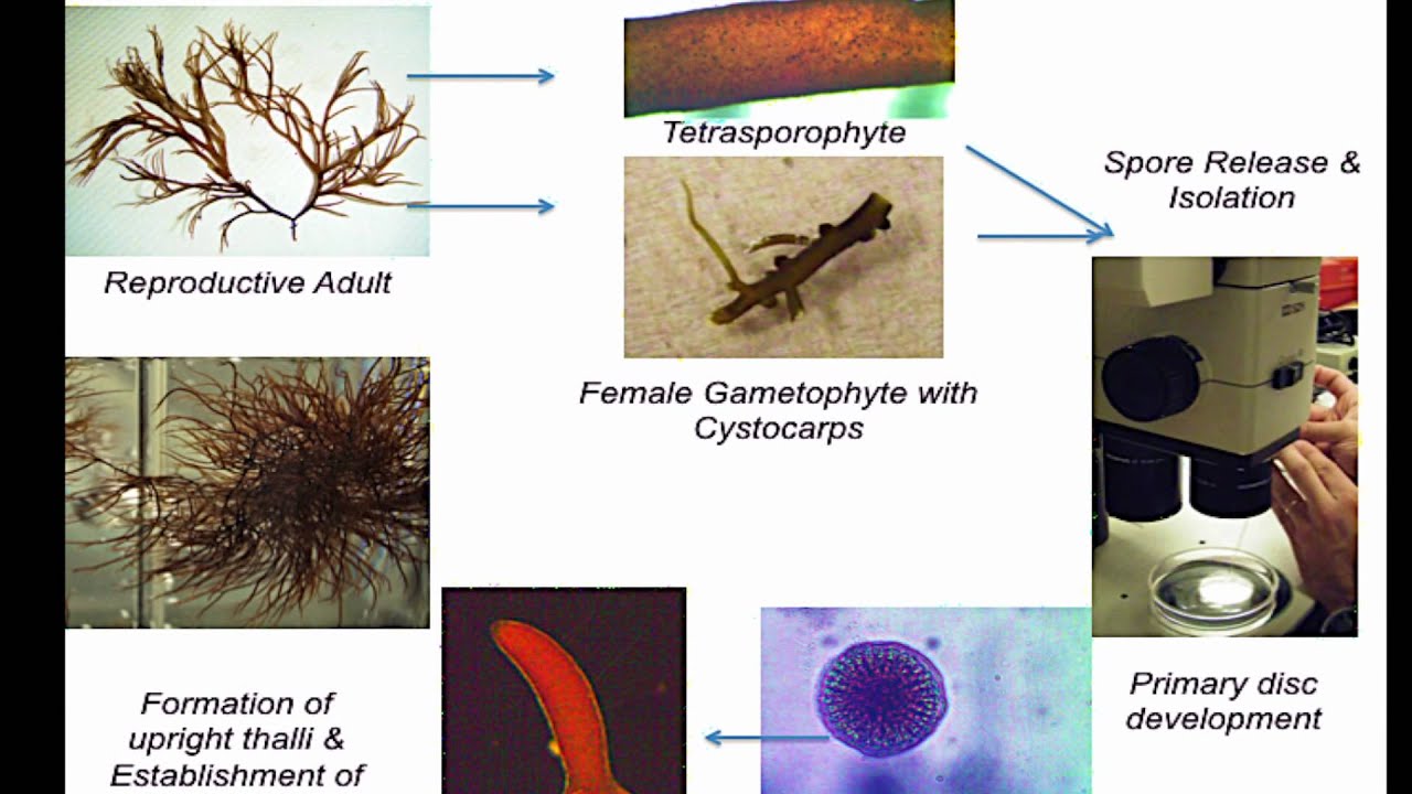 Gracilaria Culture Video