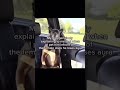 My dog has AURA ✨✨✨#dogs #aura # #shortvideo #meme