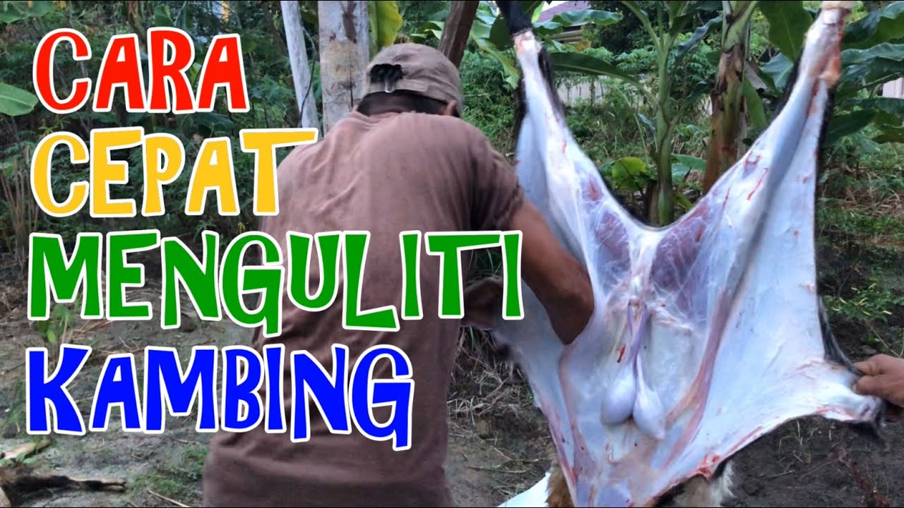 TERNYATA BEGINI CARA MENGULITI KAMBING DENGAN CEPAT DAN BERSIH 