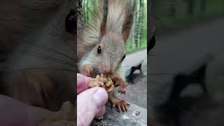 Бельчонок и орешек / The squirrel and the nut #squirrel #cute #cuteanimal