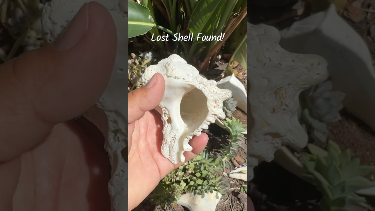 I found it! 🐚 Lost #shell #shelling #florida