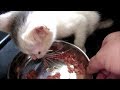 子猫保護 お腹が空きすぎて餌の食べっぷりがすごい