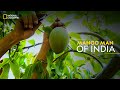 Mango man of india  it happens only in india  national geographic