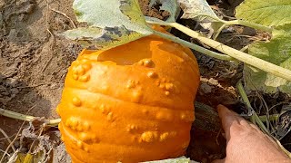 Pumpkins! Tylor's Warts