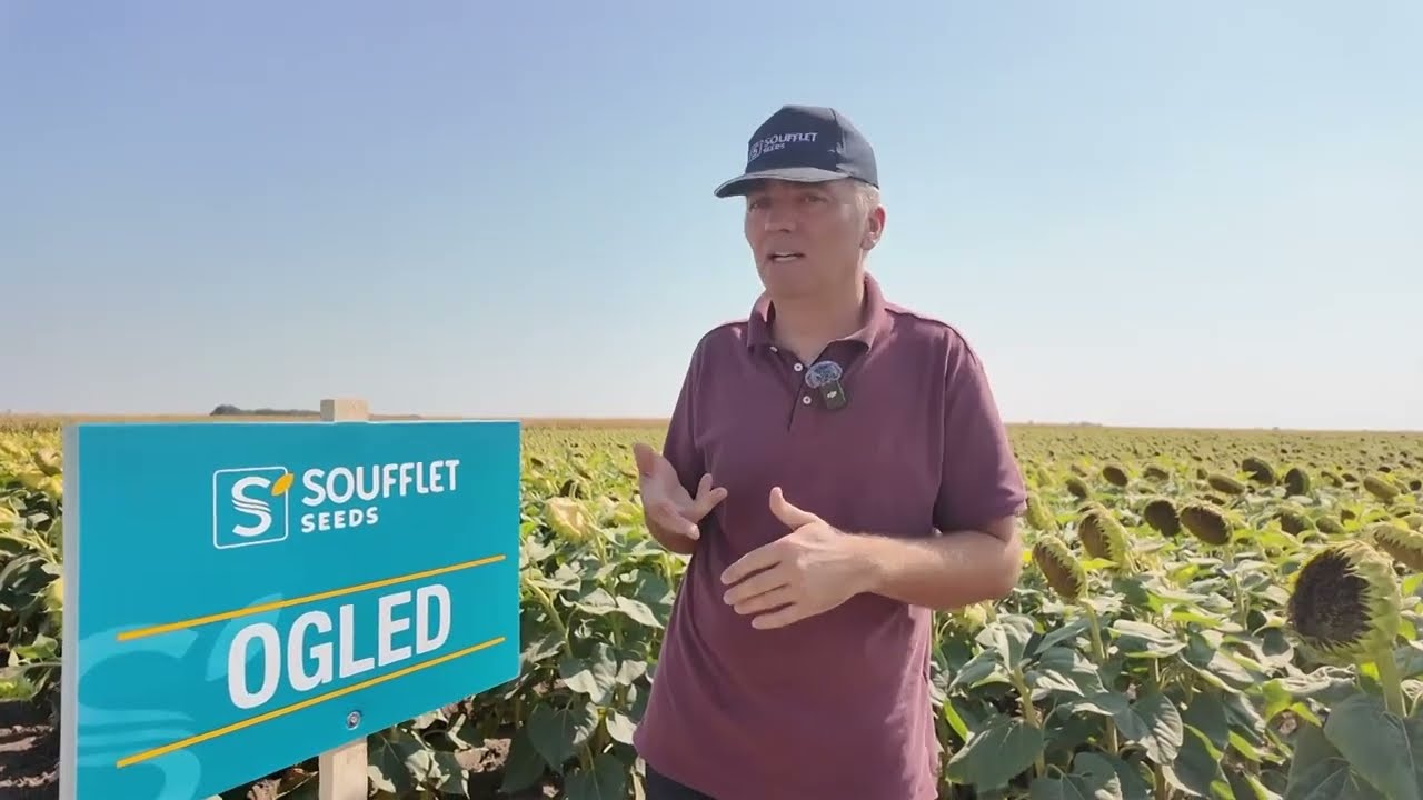 SUNCOKRET NA IMANJU BERCEKA U BECEJU ODLOEO SUSI -NOVI HIBRIDI I AGROTEHNIKA POKAZALI PUN POTENCIJAL